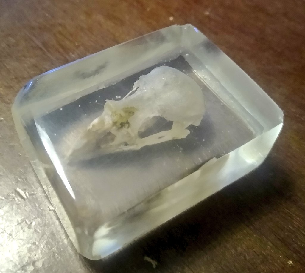 AndrewYoak's tweet photo. Starting to be happy with the end product! 

Purple finch in resin for nature education camps https://t.co/yxKQOPT4KZ