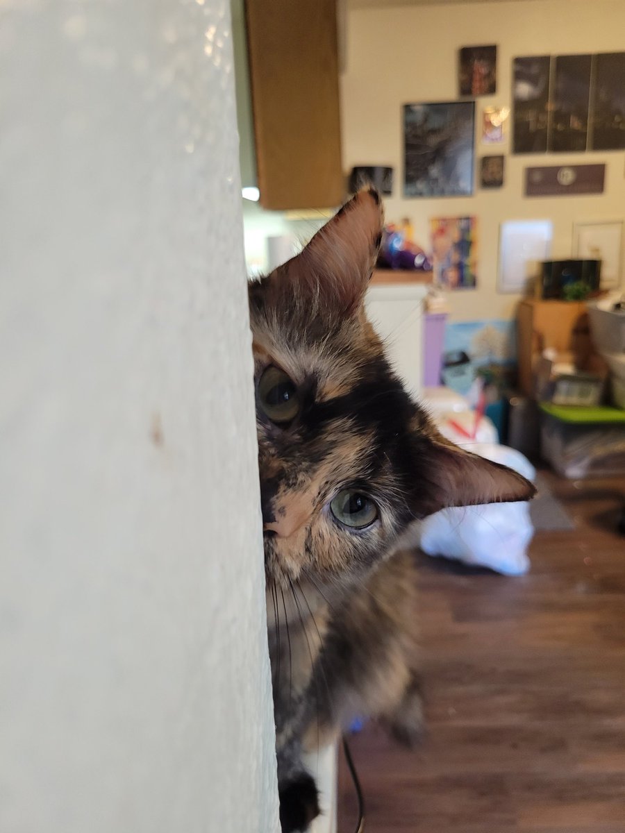 Peekaboo!

#cats #CatsofTwittter