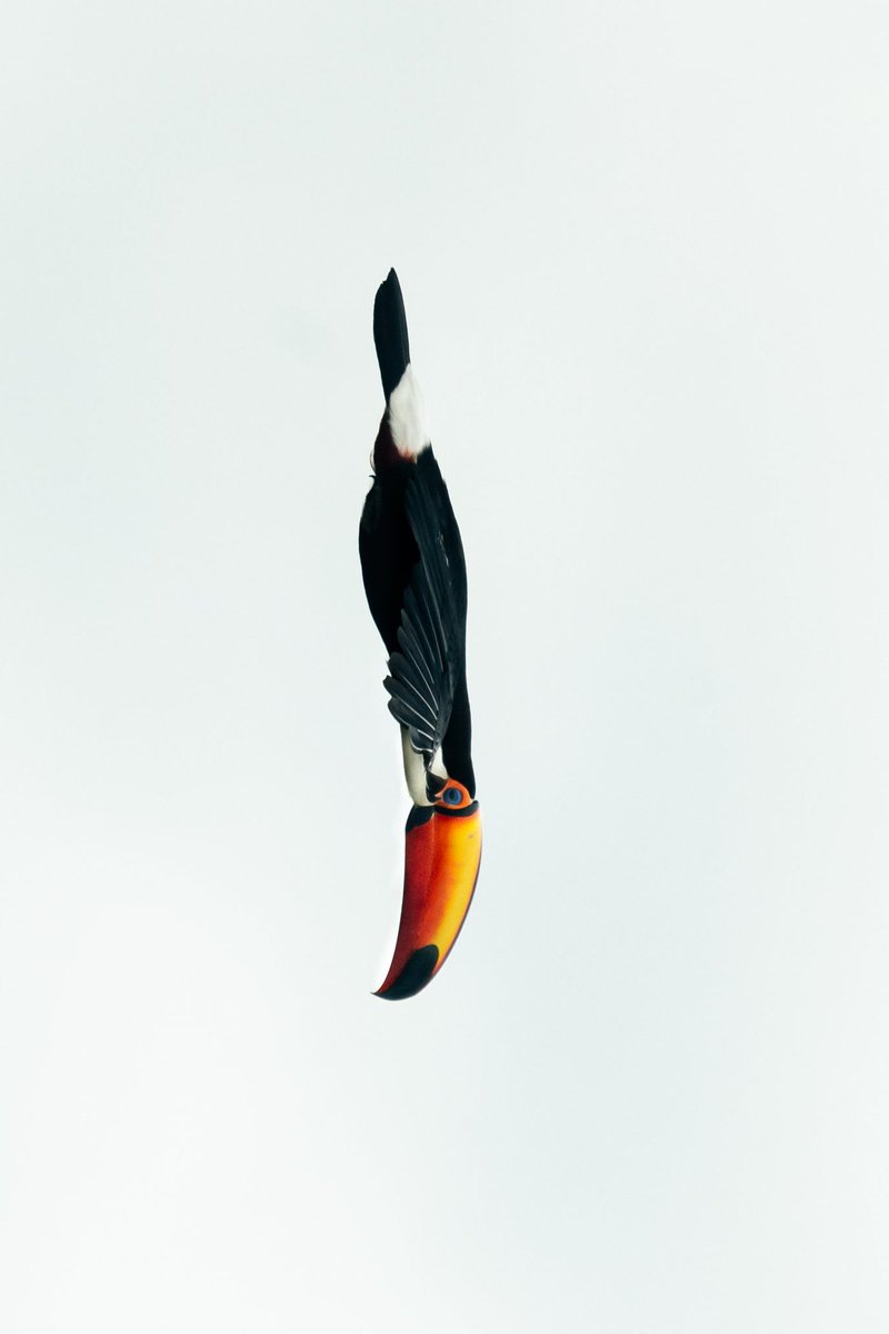 Sobrevolando el bosque acompañando el paso del tiempo, de ese fugaz momento unico y atesorado. Tucan en el Chaco Paraguayo, 2022. instagram.com/p/ChspFRVgRbm/… | <a href="/NatGeo/">National Geographic</a> <a href="/NatGeo_la/">National Geographic LATAM</a> <a href="/bbcmundo/">BBC News Mundo</a> 🇵🇾❤️