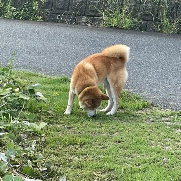 鳥取県の迷い犬一覧 Find My Pet