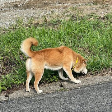 鳥取県の迷い犬一覧 Find My Pet