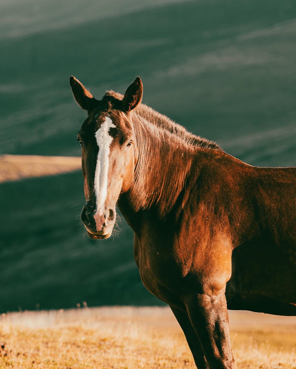 martin_sc21's tweet photo. 📍Port d’ Envalira, Andorra. #andorra #portdenvalira #encamp #pasdelacasa #summer #horsesphotography #horsesphoto #merens #sunshine #mountains #pyrenees #pireneus #cavall #cheval #nautere #andorraworld https://t.co/Syyvo07tDh
