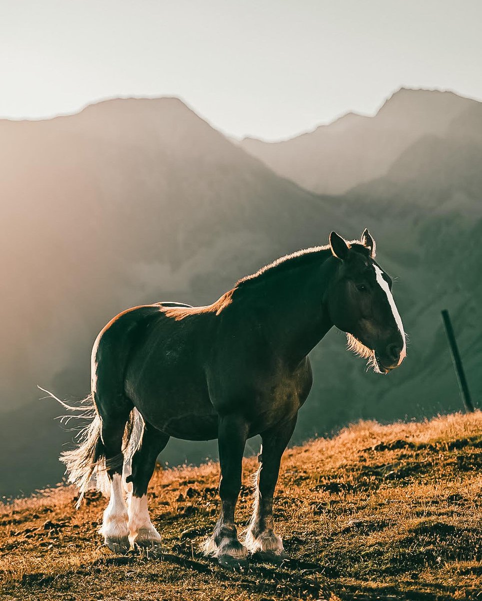 martin_sc21's tweet photo. 📍Port d’ Envalira, Andorra. #andorra #portdenvalira #encamp #pasdelacasa #summer #horsesphotography #horsesphoto #merens #sunshine #mountains #pyrenees #pireneus #cavall #cheval #nautere #andorraworld https://t.co/Syyvo07tDh
