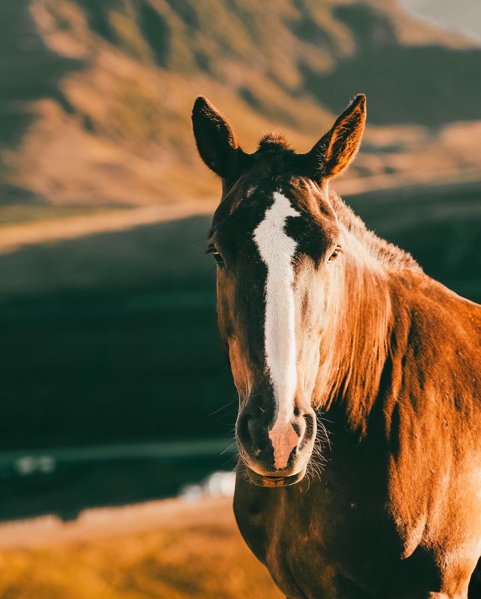martin_sc21's tweet photo. 📍Port d’ Envalira, Andorra. #andorra #portdenvalira #encamp #pasdelacasa #summer #horsesphotography #horsesphoto #merens #sunshine #mountains #pyrenees #pireneus #cavall #cheval #nautere #andorraworld https://t.co/Syyvo07tDh