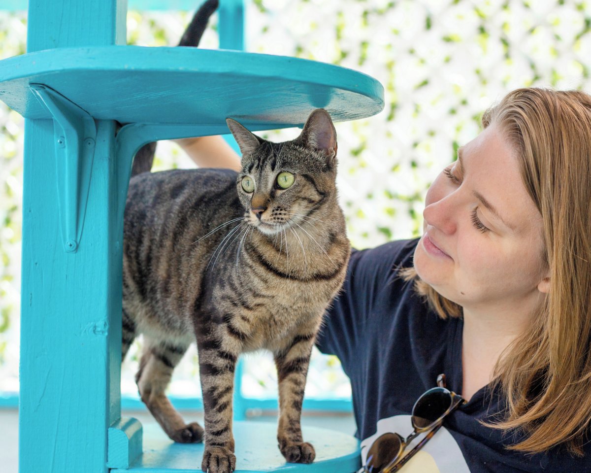 CatCafe Lounge tweet media