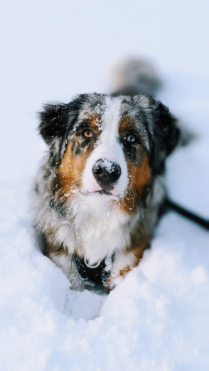 alixbruch's tweet photo. @CBC Did someone say model? 💁🏻💅🏼 meet Auggie! https://t.co/G9zg6LSeuv