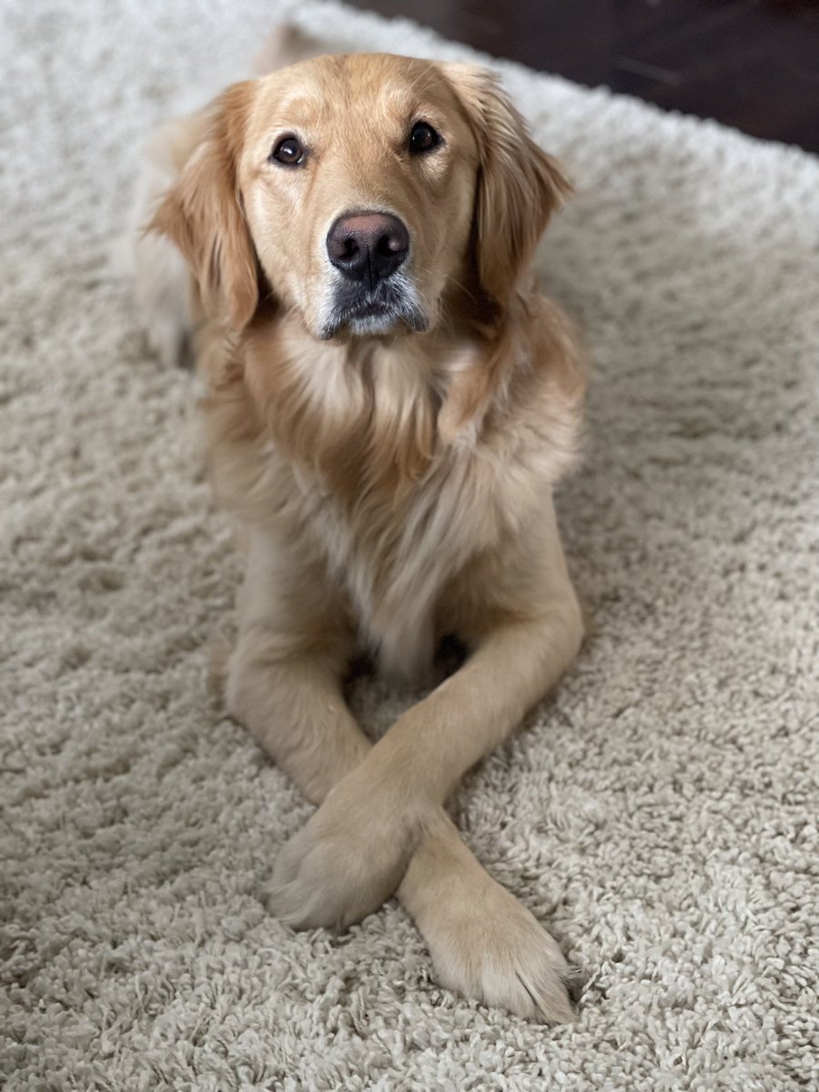khavita's tweet photo. @CBC Love my golden boy, Ryker! He’s ready for a modelling gig! https://t.co/WNhKA0pSvp
