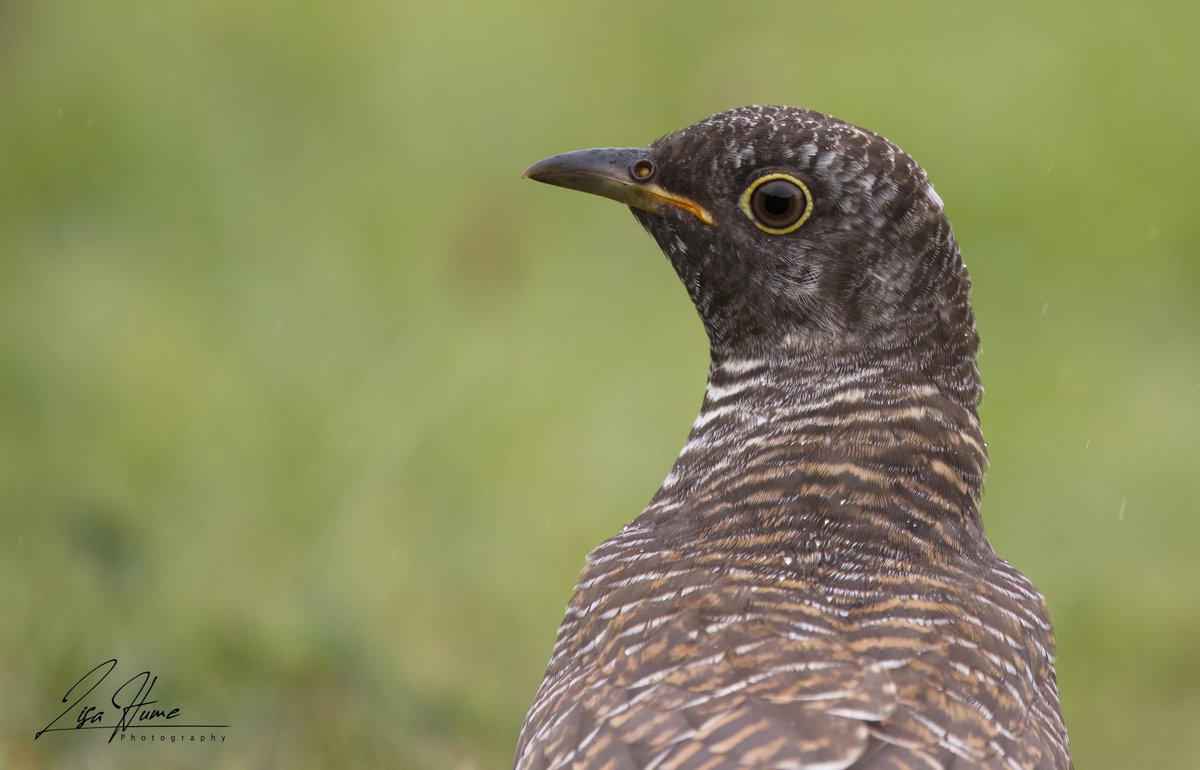Juvenile Cuckoo #birdsseenin2022 #cuckoo #wiltshire #birdphotography #NaturePhotography #nature #loveyourweekend #bbcspringwatch2022 @Natures_Voice