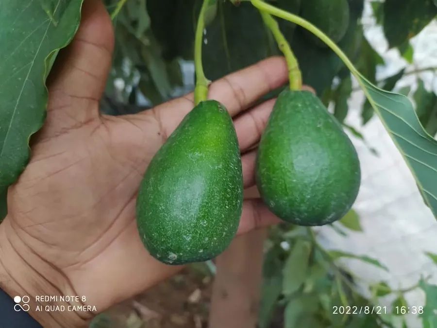 محافظة ريمة - اليمن 🇾🇪🤍
بعد تجربة زراعة الزنجبيل وتحقيق نجاحاً كبيراً ، نجحت زراعة شجرة افكادو في ريمة لأول مرة❤

هذه الفاكهة لها طلب عالمي متزايد ولا تحتاج إلى تسويق ، ومن شأنها رفد خزينة الدولة بالعملة الصعبة.

الارض اليمنية خصبة وبأمكانها انتاج اي محصول لو وجدت العزيمة.