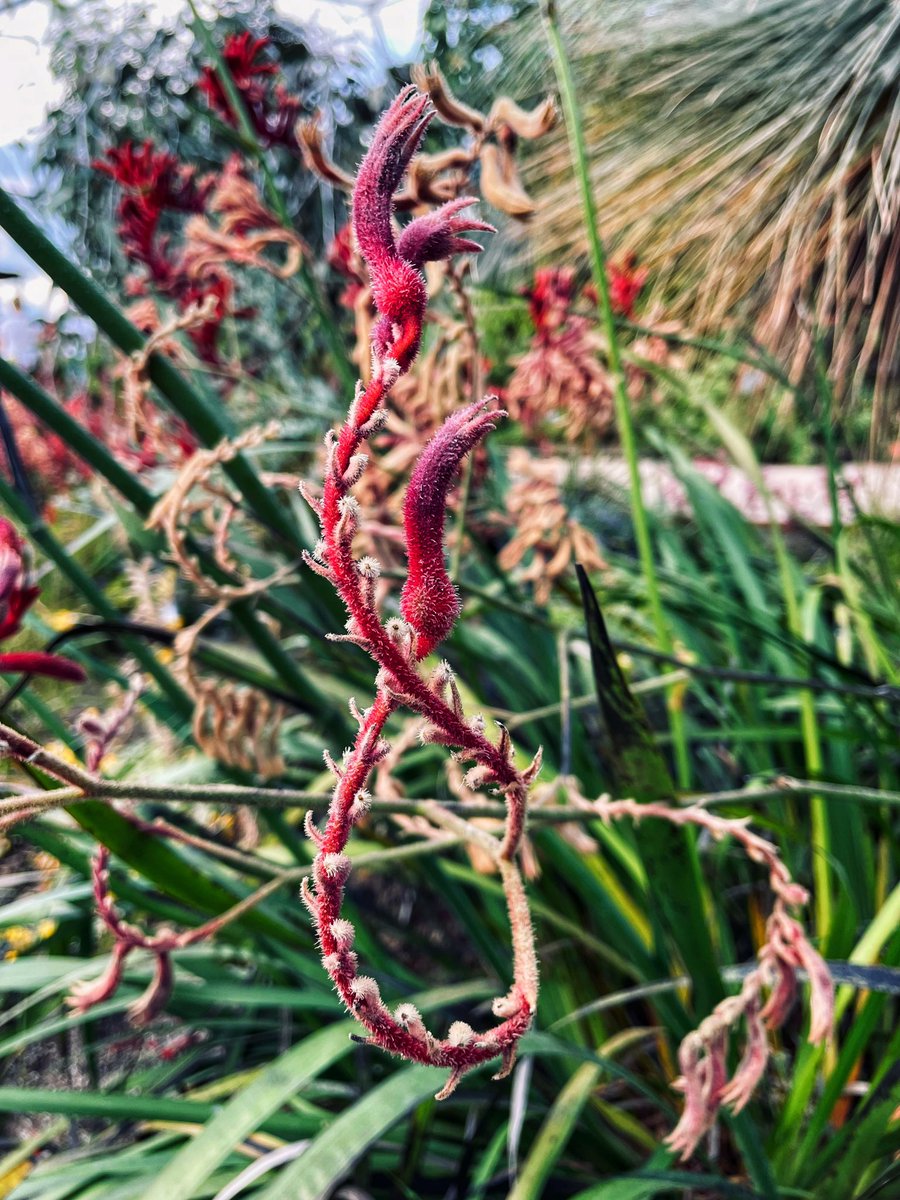 sassy_sony007's tweet photo. Had an amazing time at Eden Project today. What an incredible place! #EdenPhotoComp https://t.co/1at2qkKlpv