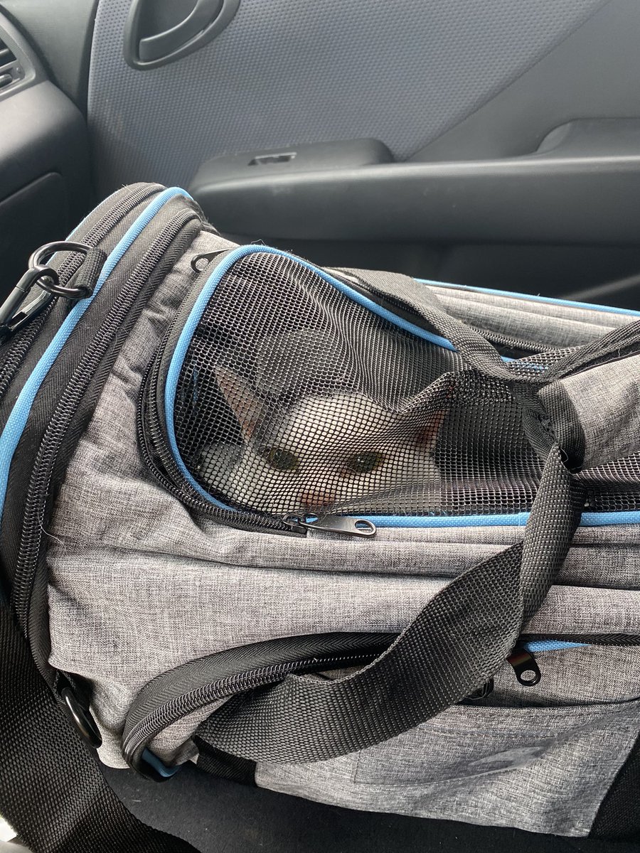 KvotheTheArcane's tweet photo. Day 56 Koaposting to cleanse your TL. We just got to the vet. Wish this little guy the best!
#NAFO #CatsOfNafo #MrBumbleButt
@czeburashka @dberi21 @QEDCats @crisispeaking @goblin__soup @LBearp @Wendehopes @FartherPhteven @maggiewillrise https://t.co/dd4mDZaRmY
