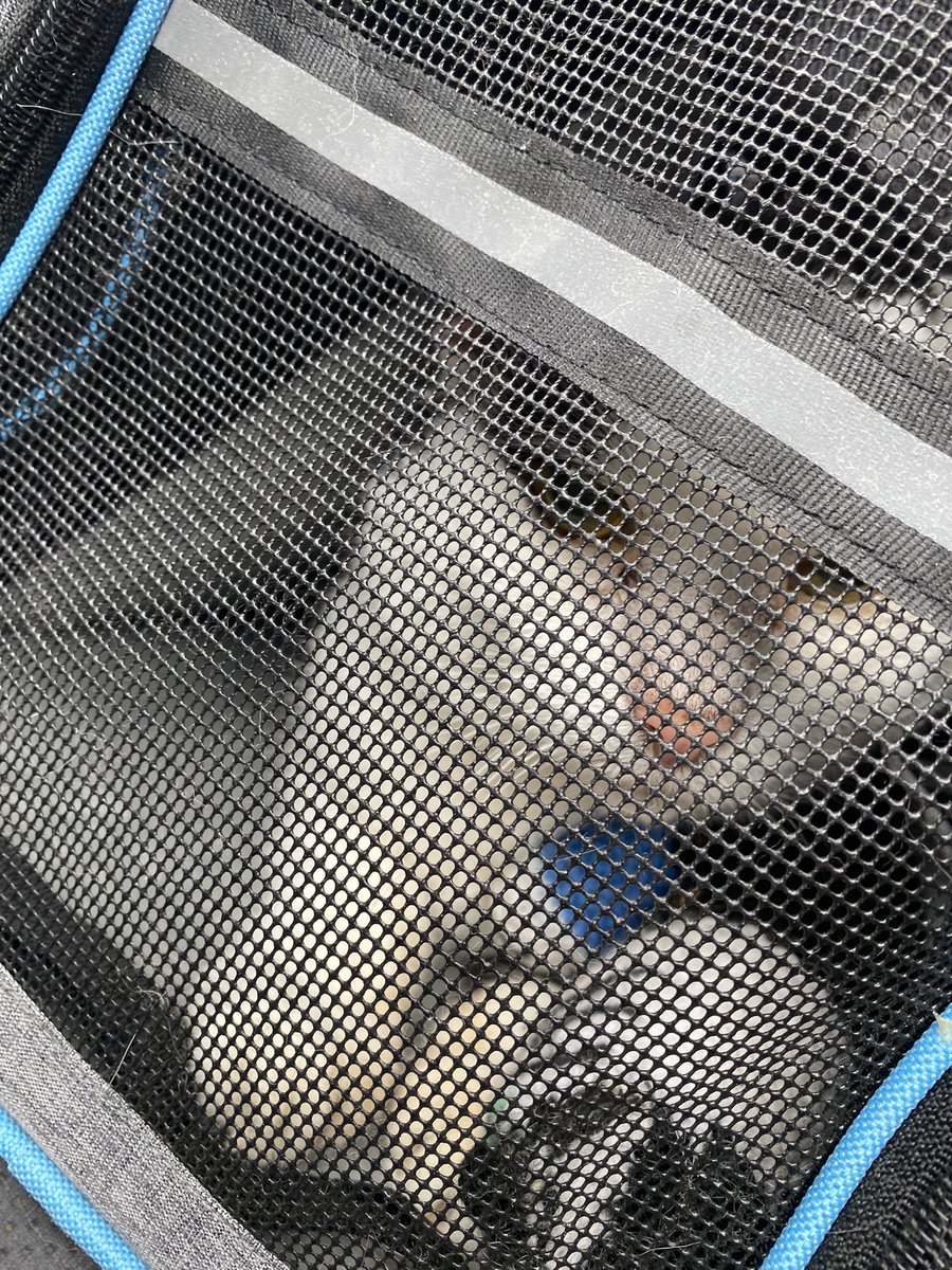 KvotheTheArcane's tweet photo. Day 56 Koaposting to cleanse your TL. We just got to the vet. Wish this little guy the best!
#NAFO #CatsOfNafo #MrBumbleButt
@czeburashka @dberi21 @QEDCats @crisispeaking @goblin__soup @LBearp @Wendehopes @FartherPhteven @maggiewillrise https://t.co/dd4mDZaRmY