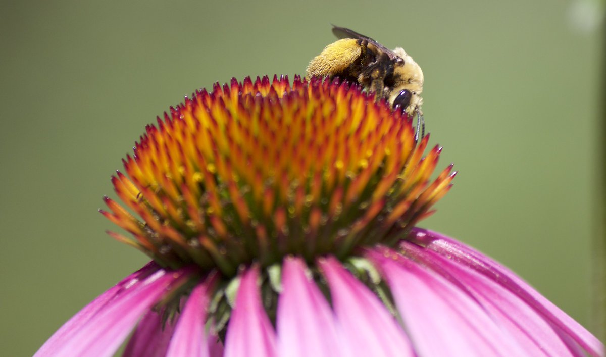 🐝What's all the buzz about?🐝

Staff Assembly Aggie Explorations is back, and bigger than ever! Join us for this year's themed "A Taste of UC Davis." Our first stop will bee the UC Davis Bee Haven! 

Learn bee history, biology, and how to get involved: staff.ucdavis.edu/uc-davis-bee-h…