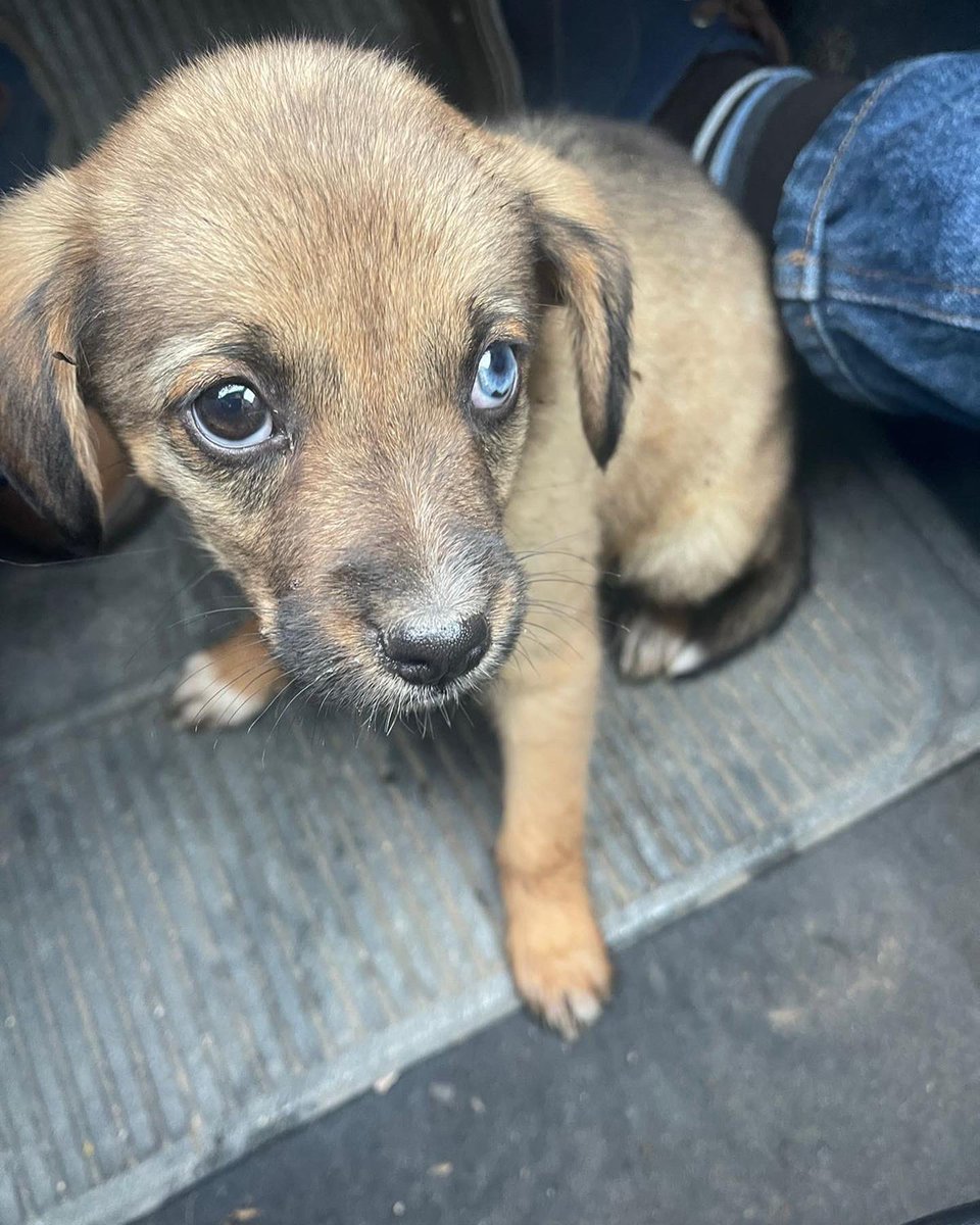 GabiBritoA's tweet photo. Estos días con noches de terribles fríos y amaneceres de heladas,  ¿lo sintieron? ¿cómo se imaginan que los sienten los perritos de la calle? Todos podemos ser un refugio y amor,  ayudemos con una cajita o un espacio para que se guarezcan estos días y noches heladas. 
#Cuenca https://t.co/WXrLZcICyO