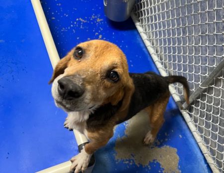 adopt_a_dog_bot's tweet photo. Jimbo is an affectionate pooch, who can be found near Providence Forge, VA! Jimbo is a Beagle, who cant wait to fart in your bed. #Beagle #dogsoftwitter #rescue #adopt #dog #ProvidenceForge #Virginia #VA https://t.co/nGr8AsLROW https://t.co/PjI9Un5axE
