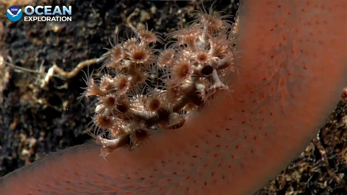 a pyrosome (tube-shaped sea squirt colony) seems to have gotten stuck, as it should be hanging out in the water column #Okeanos