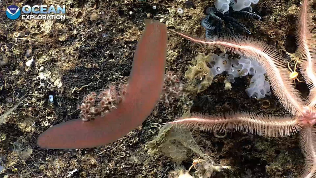 mccullermi's tweet photo. a pyrosome (tube-shaped sea squirt colony) seems to have gotten stuck, as it should be hanging out in the water column #Okeanos https://t.co/ev8JUOQLnZ