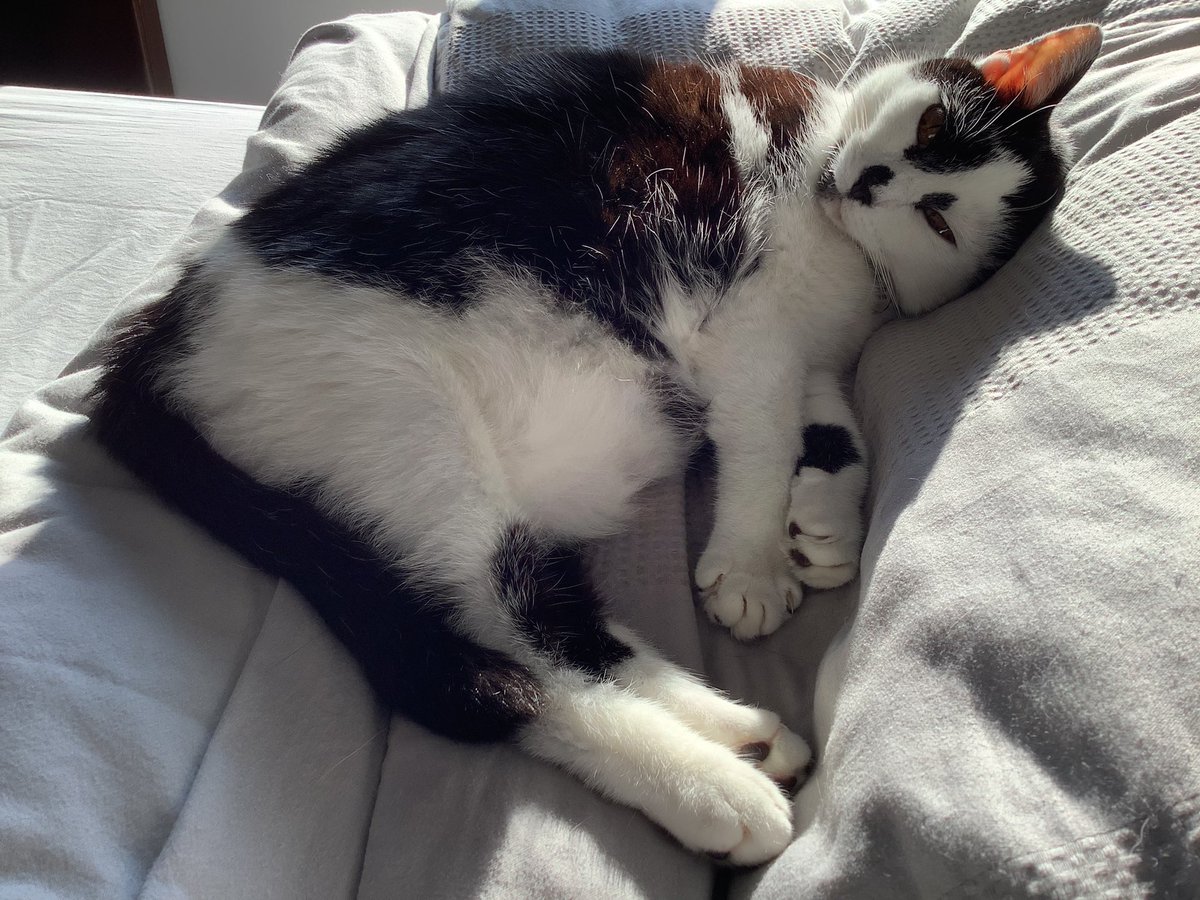 Catherine George 💚🌱🇺🇦🐖🐷🐽 tweet media