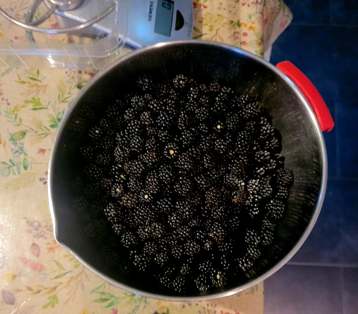 Mt_Briscoe's tweet photo. Michael our German wwofer is busy this evening #foraging for blackberries
This her 4th year with us she truly part of the family.
#MountBriscoeOrganicFarm
#organicfarming
#wwof
#wwoofingireland
#volunteering https://t.co/S1T5UkjjtD