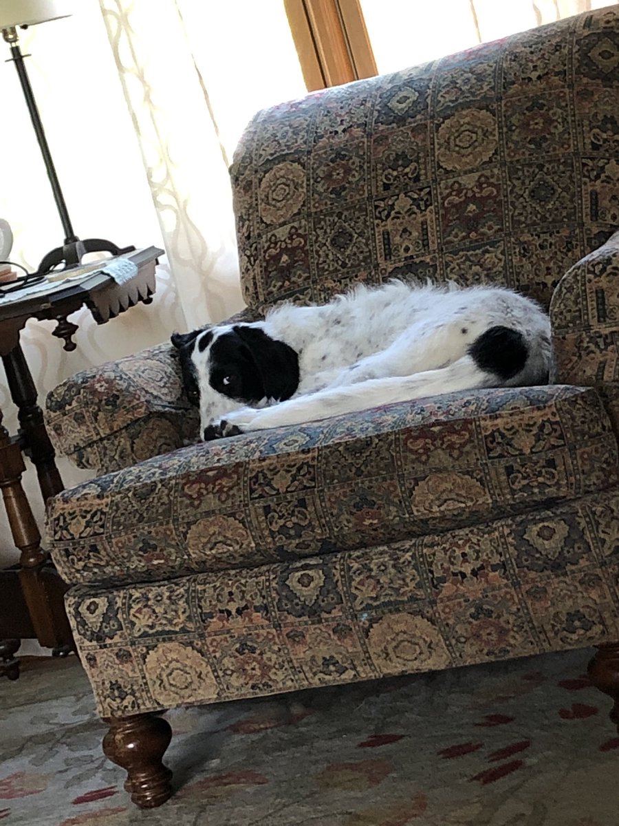 Bcheezwiz's tweet photo. @coffeespoonie Dottie Dog getting cozy https://t.co/UXk78ZVWPQ