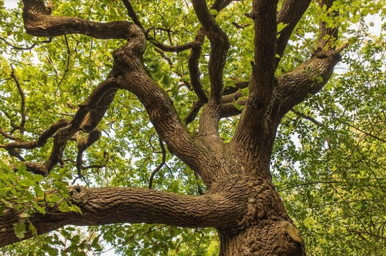 coilltenews's tweet photo. Forests play such a unique role in combatting climate change.
They create a natural carbon store, storing the absorbed carbon in wood and woody products.
#Forests4Climate https://t.co/aTjGL1Qs8Z