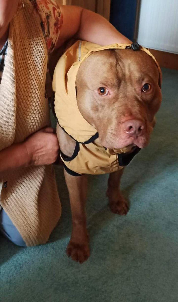 JohnDaffern2's tweet photo. Coco is a #Staffie cross dog, male, went #missing from Newburgh Beach dunes #Aberdeen #Scotland at around 10:30am on 25th Aug 2022. He was seen running along the #B9000 road towards #Tarty around 10:45 but has bnot been seen since https://t.co/1qRhq26GOu
