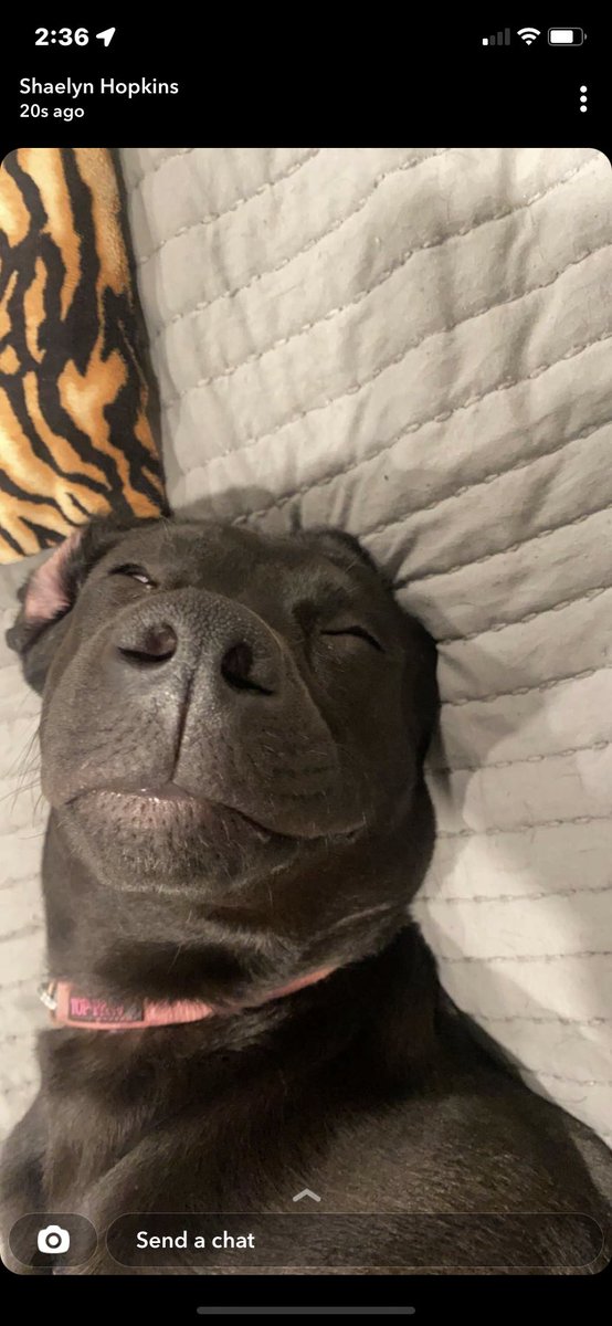 HoppyRob's tweet image. Piper chilling!!!!!