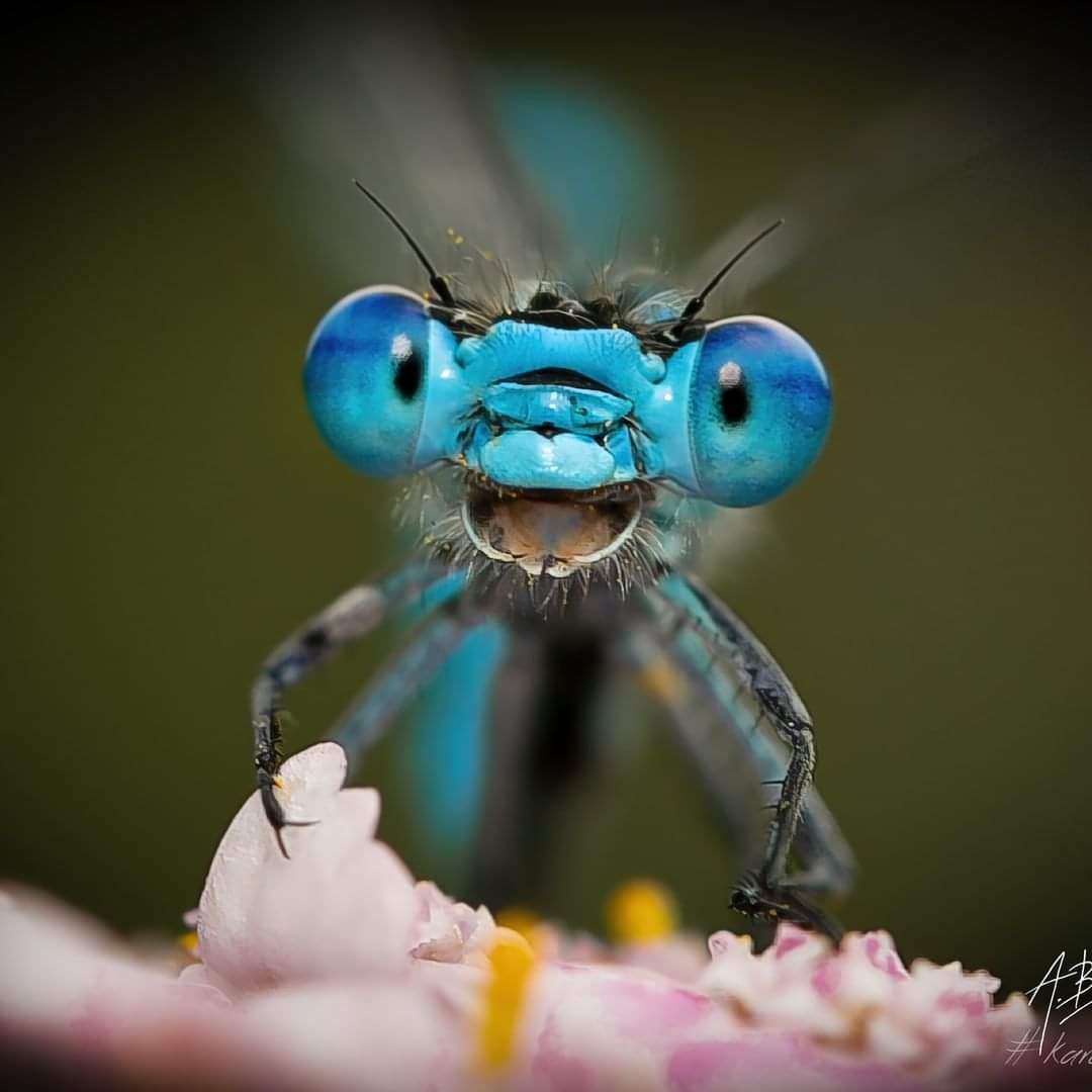 Murraykeen's tweet photo. Close-up of a dragonfly 

📸Axel Böcker https://t.co/u6tVgsO8dk