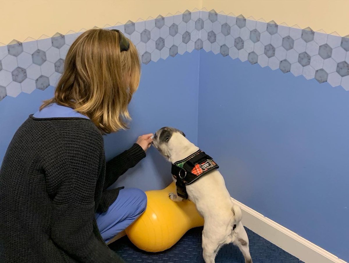 Pia_Pia_the_Pug's tweet photo. Pia Pia knocking today’s therapy out of the park! Thank you @tcanimalrehab #workinghard #gettingphysical #pugs #therapy #happy #peanut #wobblyboard #incline #pug #love #decline #exhausted #puglove #pugnation #puglife #workworkwork #adorable #sweet #resting #tired #lasertherapy https://t.co/Vdp2hDPCk3