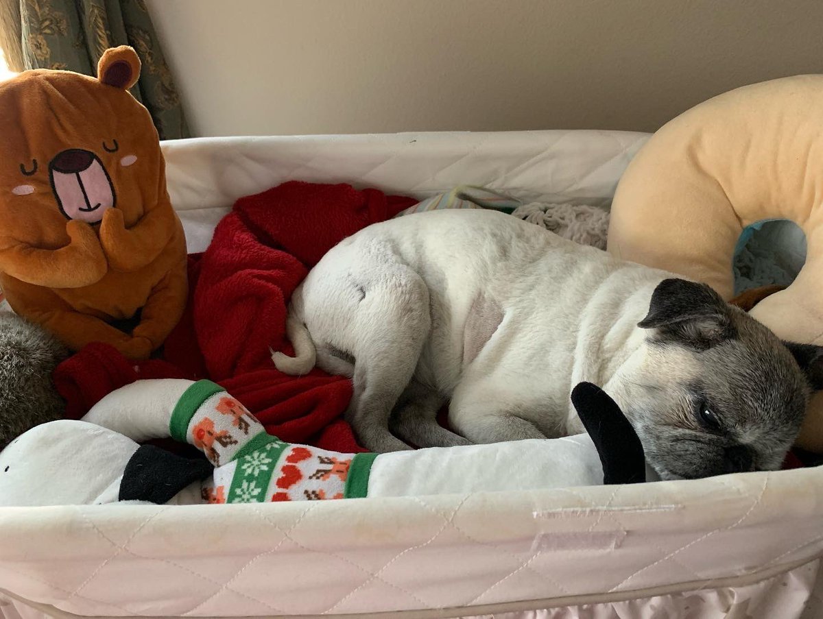 Pia_Pia_the_Pug's tweet photo. Pia Pia knocking today’s therapy out of the park! Thank you @tcanimalrehab #workinghard #gettingphysical #pugs #therapy #happy #peanut #wobblyboard #incline #pug #love #decline #exhausted #puglove #pugnation #puglife #workworkwork #adorable #sweet #resting #tired #lasertherapy https://t.co/Vdp2hDPCk3