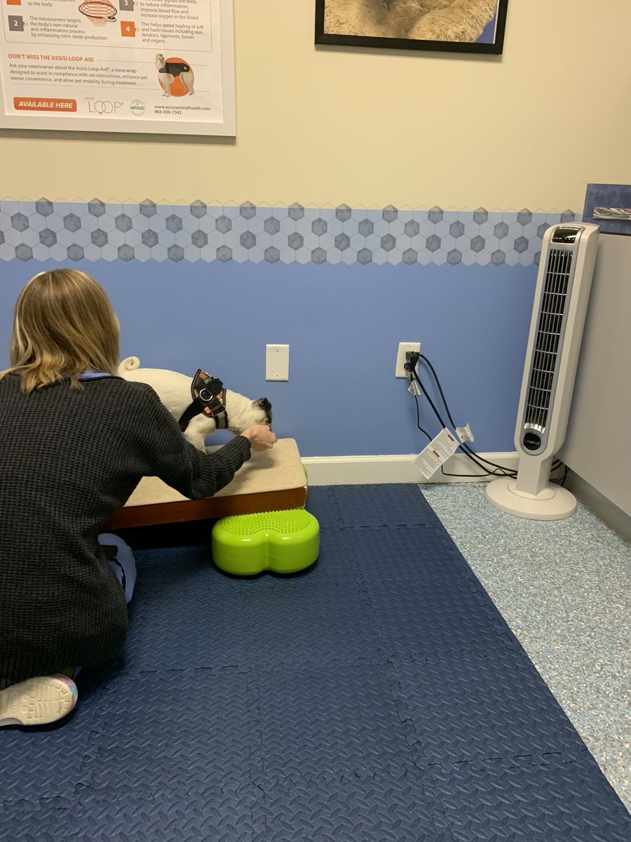 Pia_Pia_the_Pug's tweet photo. Pia Pia knocking today’s therapy out of the park! Thank you @tcanimalrehab #workinghard #gettingphysical #pugs #therapy #happy #peanut #wobblyboard #incline #pug #love #decline #exhausted #puglove #pugnation #puglife #workworkwork #adorable #sweet #resting #tired #lasertherapy https://t.co/Vdp2hDPCk3