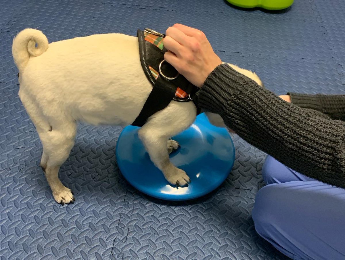 Pia_Pia_the_Pug's tweet photo. Pia Pia knocking today’s therapy out of the park! Thank you @tcanimalrehab #workinghard #gettingphysical #pugs #therapy #happy #peanut #wobblyboard #incline #pug #love #decline #exhausted #puglove #pugnation #puglife #workworkwork #adorable #sweet #resting #tired #lasertherapy https://t.co/Vdp2hDPCk3