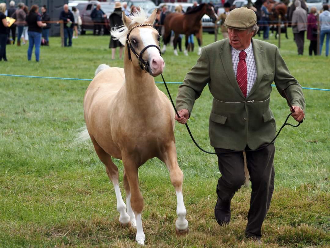 liobian001's tweet photo. Merioneth  County  show  #merioneth  #wales #photography #horses https://t.co/PvWSZT5Pjh