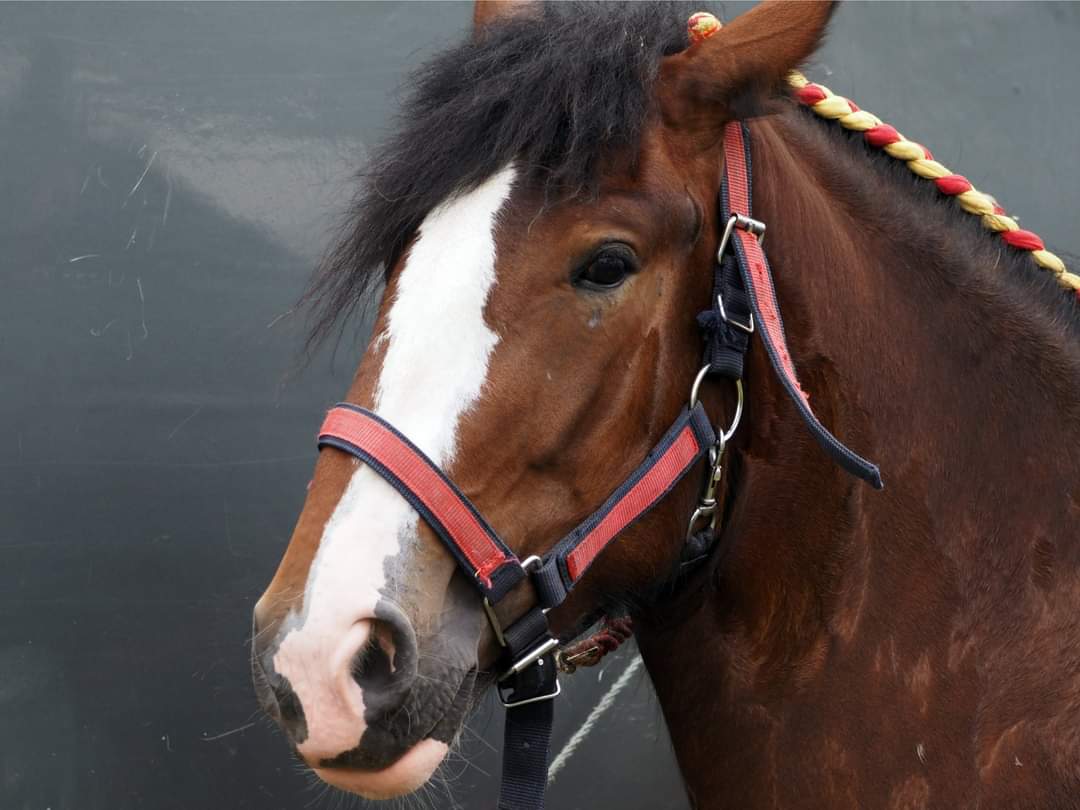 liobian001's tweet photo. Merioneth  County  show  #merioneth  #wales #photography #horses https://t.co/PvWSZT5Pjh