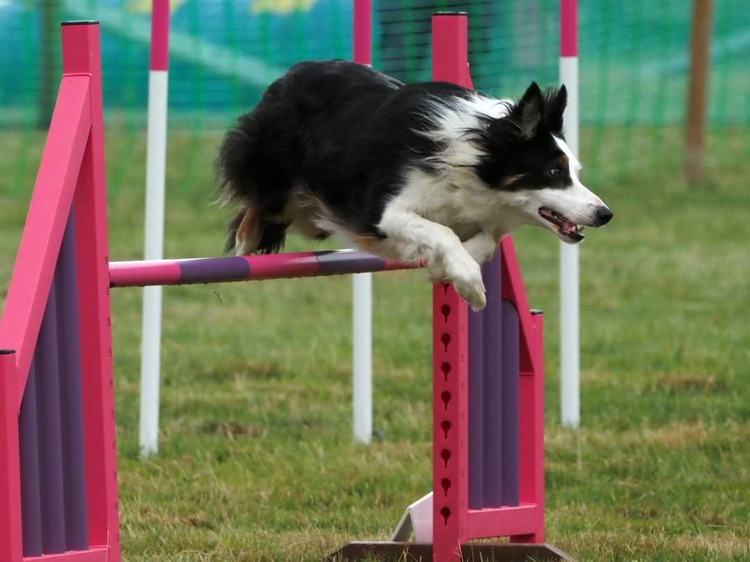 liobian001's tweet photo. Merioneth  County  show  #merioneth  #wales #photography #horses https://t.co/PvWSZT5Pjh
