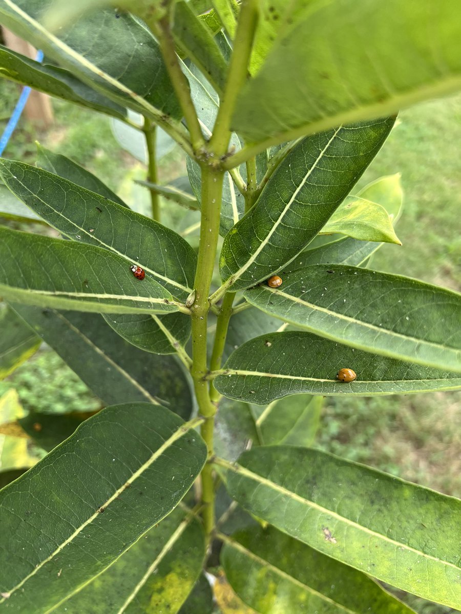 Brinchekscience's tweet photo. Lots of busy ladybugs keeping our milkweed healthy by eating the aphids! crossing fingers some monarchs show up soon! #pollinatorgarden #monarch #citsci #monarchtagging #lostladybug #citizenscience #milkweed https://t.co/wQxQajmdhG