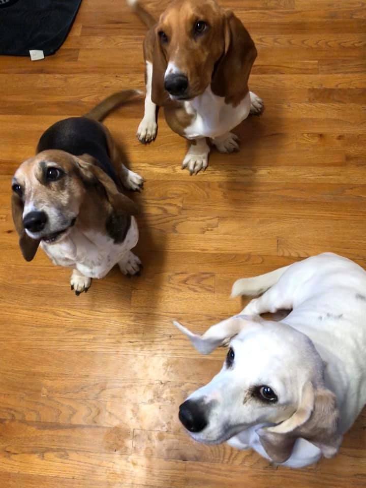 HappyBasset's tweet photo. Happy National Dog Day! Celebrate your furry friends with us! Get a re-fill on your growlers for a $1 off on Fridays! If you're not able to come in and see us we'd love to see your pups on here! #NationalDogDay #local #brewery #topcity #Kansas https://t.co/tloDU4kpbX