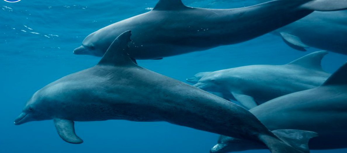 janaschmidtt's tweet photo. This may not be a solution, but if ships were able to avoid densely populated areas of marine life then they would not be disrupting as many lives as they go through the ocean. #39canimals https://t.co/oUIbUnKPqU