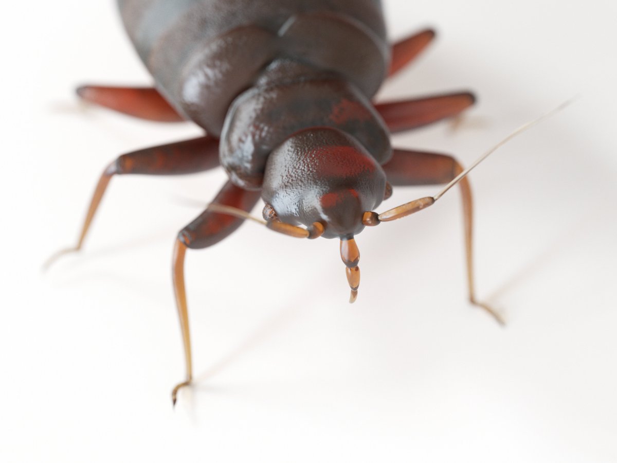 VersaTechPM's tweet photo. Have bed bugs taken over your home? The pros at Versa-Tech Pest Management can help! Call today for your free pest inspection / estimate at (888) 429-1213.

#bedbugs #bedbugkillers #howtogetridofbedbugs #getridofbedbugs #LosAngeles #SanDimas #bedbugtreatments #howtotreatbedbugs https://t.co/6o5mxu9eKL