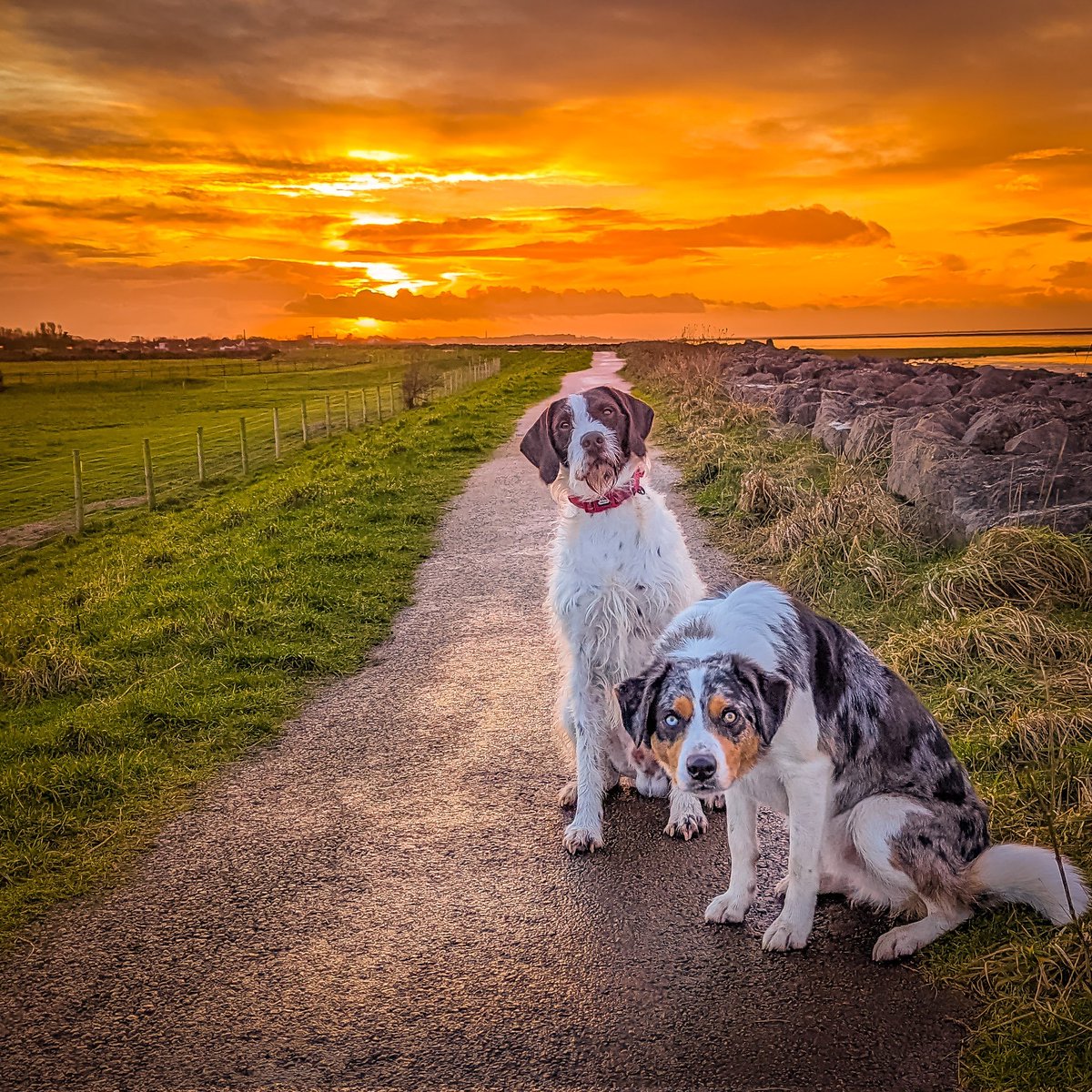 paul_steele's tweet photo. Just Malc and Pete...
Enjoying an evening stroll 🐾 https://t.co/AJAhY1ZXnN