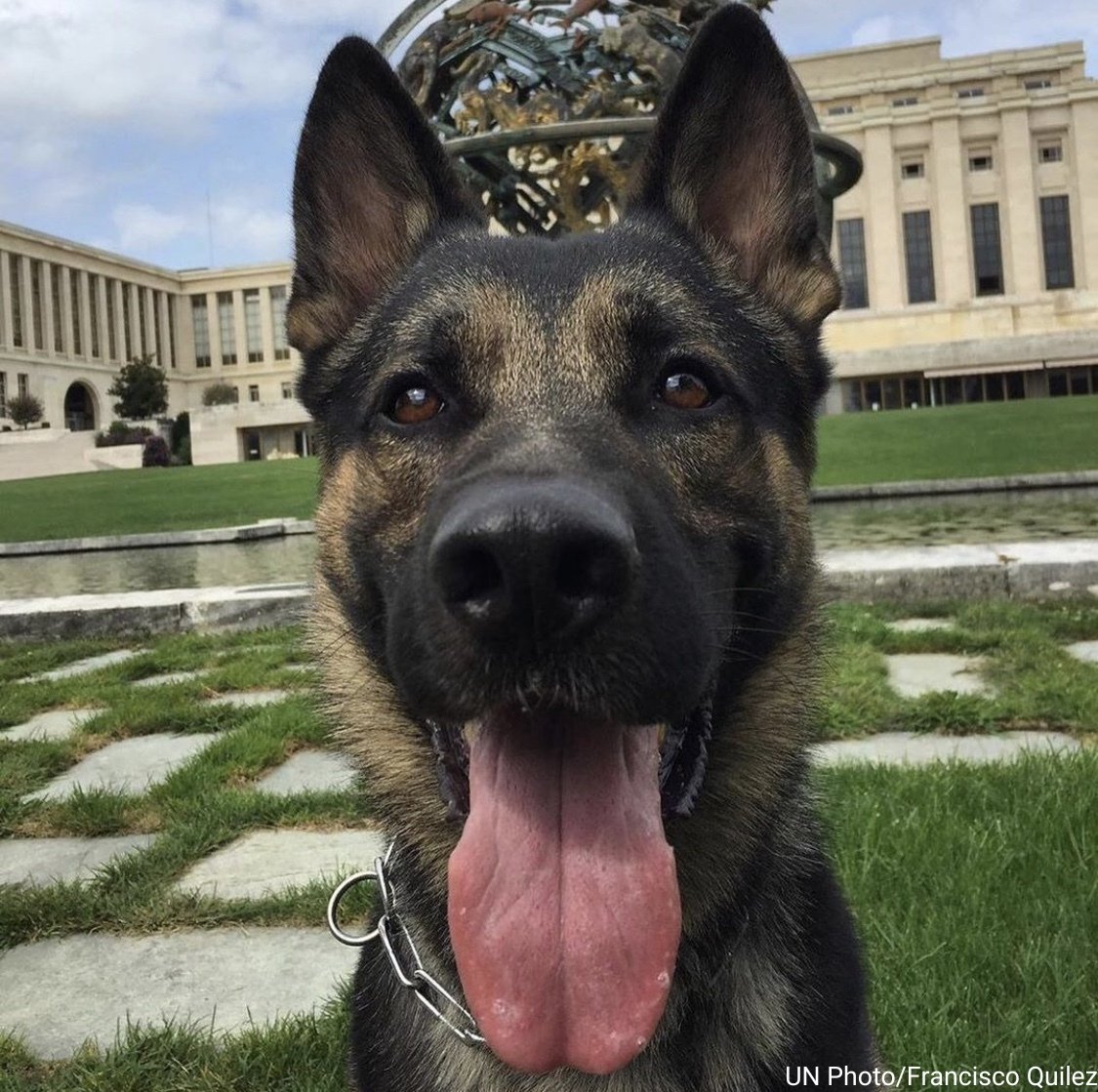 UN's tweet photo. 🐕‍🦺 Explosive detection dogs
🐶 Therapy dogs
 🐕 Demining dogs

On Friday's #DogDay, we want to thank all our K-9 colleagues &amp; their handlers for their hard work around the world. https://t.co/UPGlWKQjEZ