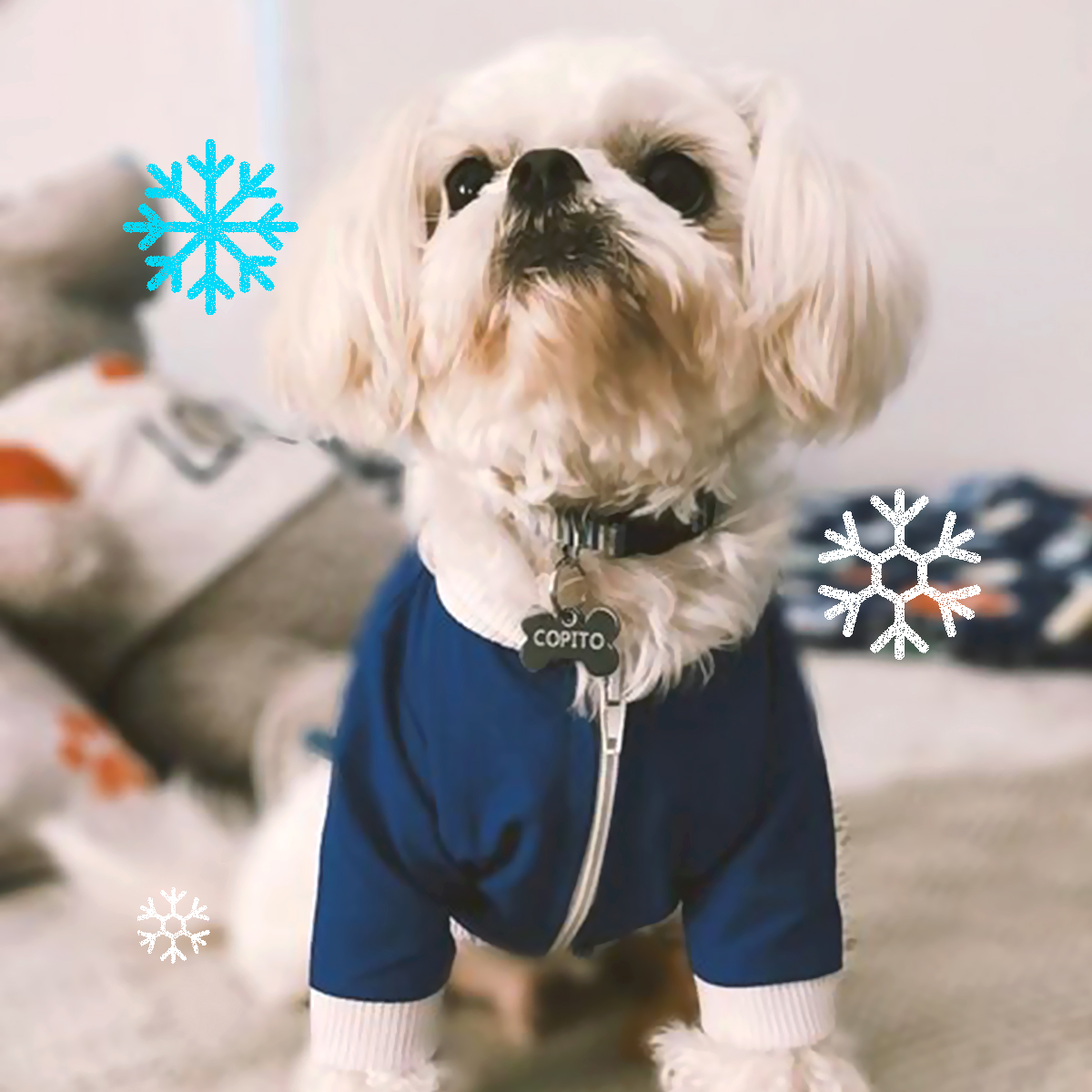 SuperPet_pe's tweet photo. ❄🐶 abrigaditos y bonitos como Copito https://t.co/cK0YqAYwKQ
