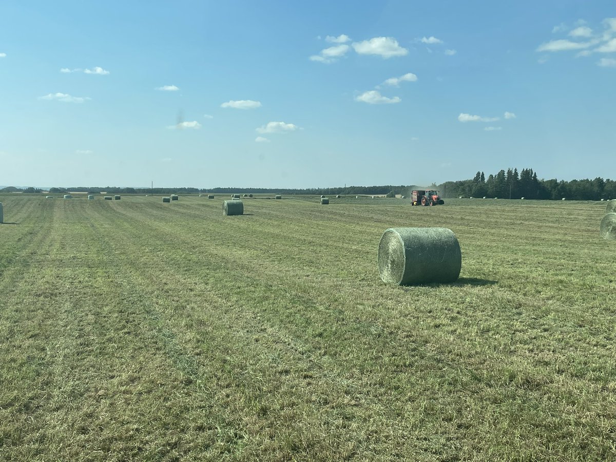 LuymesPeter's tweet photo. Nice to get so quality second cut being able to wrap them will make next week easier when we hope to combine barley! https://t.co/o74Rx2AVS1