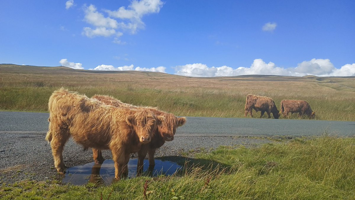 JenniferGoodal5's tweet photo. When it gets too hot..cool those feet!!
#highlandcoos
#gorgeousday
#communitynursing
@AiredaleNHSFT https://t.co/zAlKcf2TR0