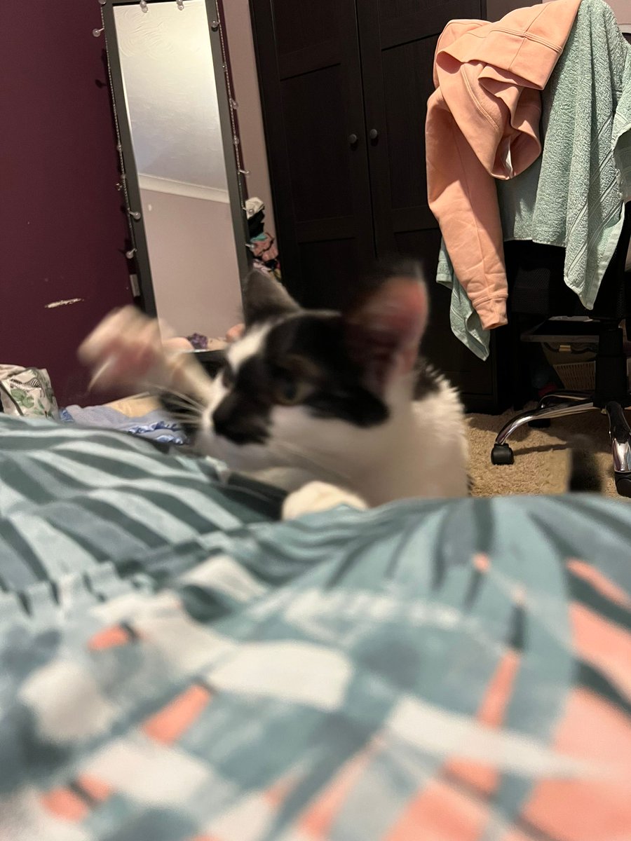 weenieonthings's tweet image. Weenie climbing on bed