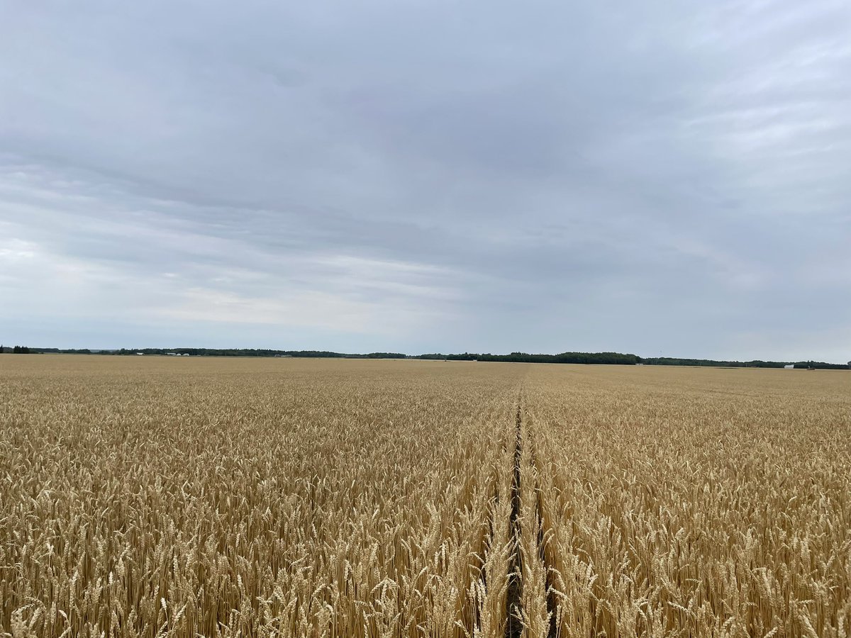 TanjaGahwiler's tweet photo. Great afternoon harvesting our fungicide trial on the spring wheat! 4 different fungicides tested, looking forward to the results! #TemAg #harvest22 @Townsend_BASF @markagroen @JessMcCannnn https://t.co/6ES1ic3PKb