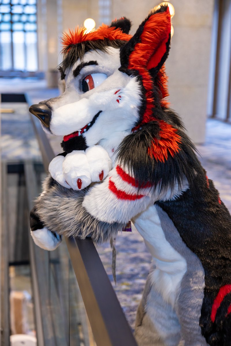 WaggeryCos's tweet photo. Also more photos of @DiviTheWolf from DenFur 2022! Photos by @husky_mint https://t.co/VNj0ztTToF
