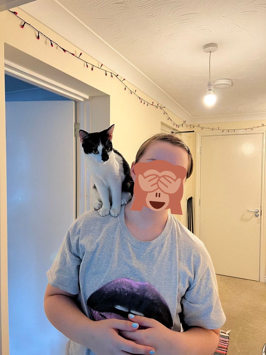 weenieonthings's tweet image. Weenie on shoulder