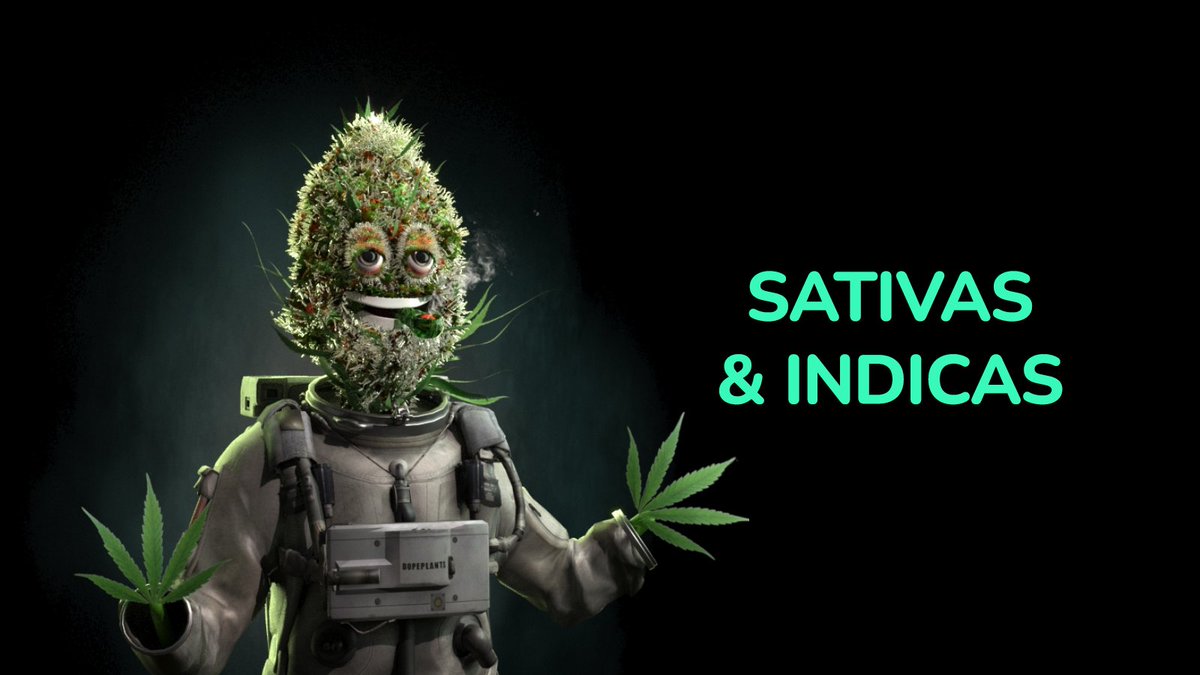 DopePlants's tweet photo. What's the diff between #sativas and #indicas? Both have #terpenes, but indicas are more sedating, so they're better for relaxing nights and sleeping. Sativas are more uplifting, so they're better for being social and enjoying physical activities. 💨🍃 #smoke #NFT https://t.co/nZ0S3Vw5sB