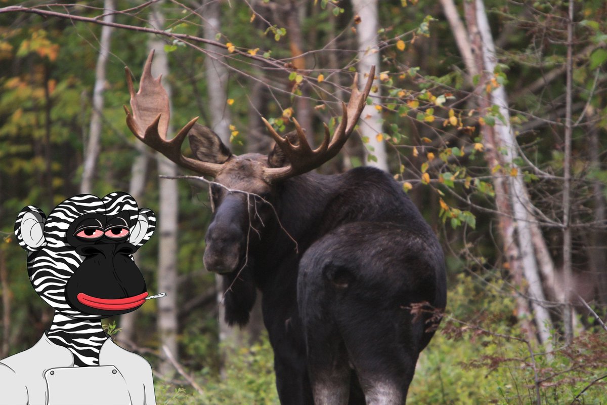 Doug saw his first Moose today! What are your Frapes up to?